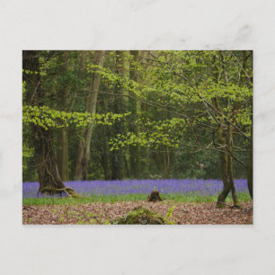 Bluebells de Beech Woodland carte postale