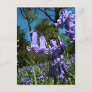 Bluebells, Essex, Angleterre - Carte postale
