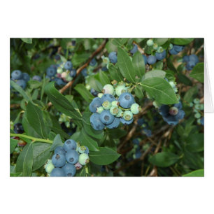 Blueberries d'Indiana