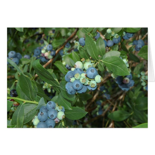 Blueberries d'Indiana (Devant horizontal)