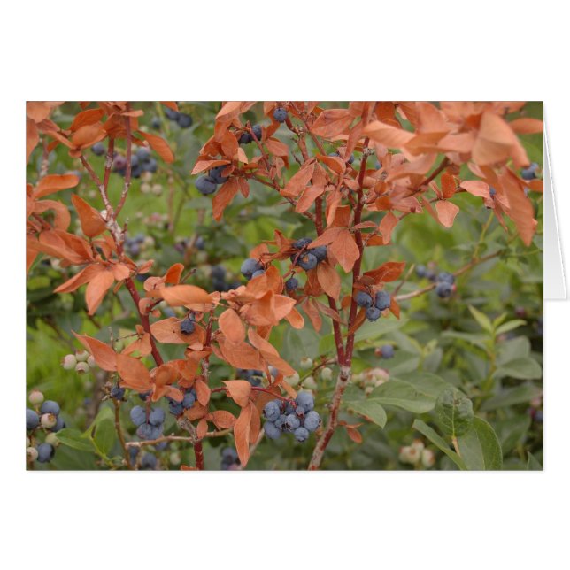 Blueberries en été (Devant horizontal)