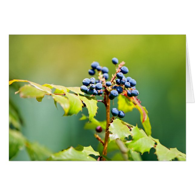 Blueberry II (Devant Horizontal)