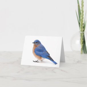 Bluebird