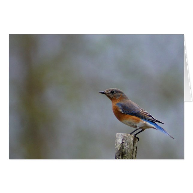 Bluebird (Devant horizontal)