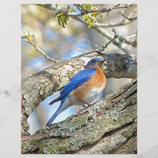 Bluebird (Devant)