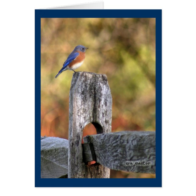 Bluebird of Happiness ~ Art Mooney (Devant)