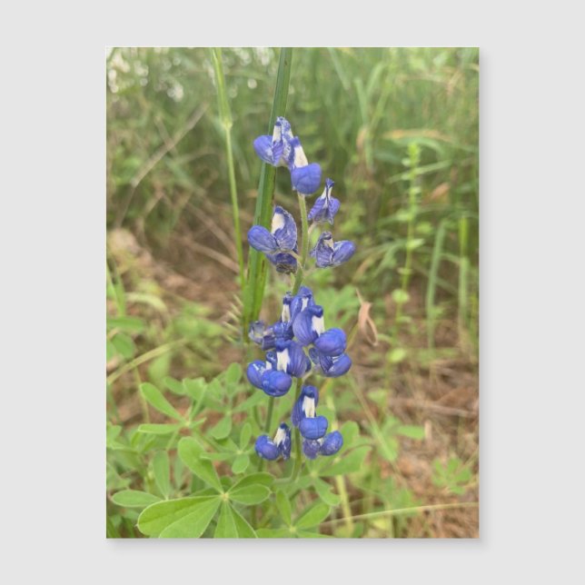 Bluebonnet (Devant)