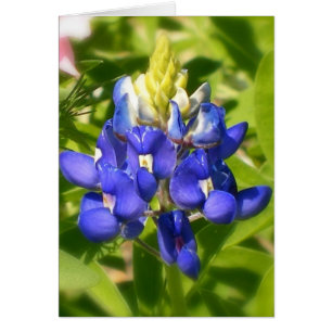 Bluebonnet de Texas