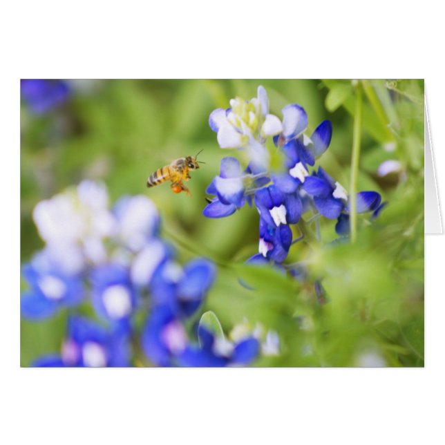 Bluebonnet et Bee (Devant Horizontal)