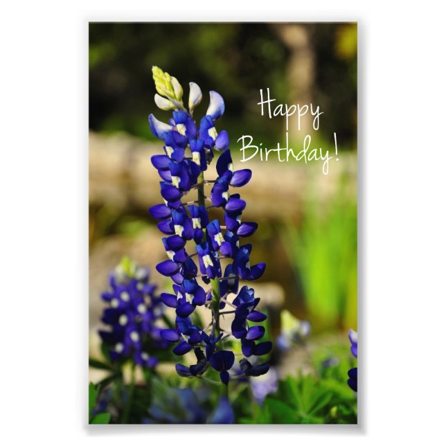 Bluebonnet "Joyeux anniversaire" Photo Imprimer (Devant)