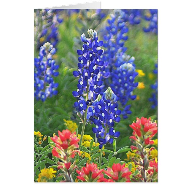 Bluebonnet stylisé (Devant)