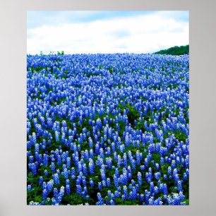 Bluebonnets Blue Flowers Texas Texan Floral Poster