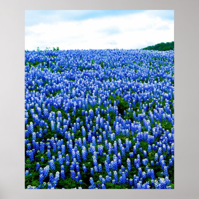 Bluebonnets Blue Flowers Texas Texan Floral Poster (Devant)