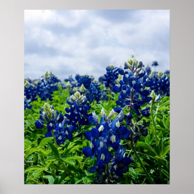 Bluebonnets Blue Flowers Texas Texan Floral Poster (Devant)