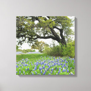 Bluebonnets de Texas 16 x toile enveloppée par 16