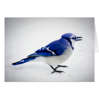 BlueJay