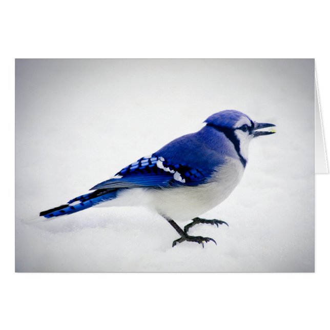 BlueJay (Devant Horizontal)