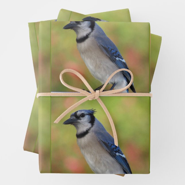 Bluejay - Toutes les feuilles de papier d'envelopp (En situation)
