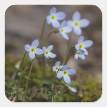 Bluets Stickers Fleur sauvage Petites Fleurs Viole