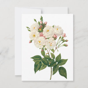 Blush Noisette Rose par Redoute Invitation