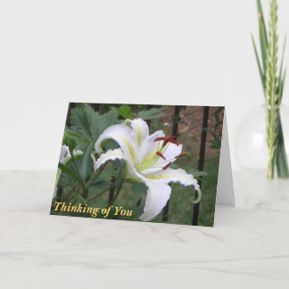BN - Carte blanche Lilly Sympathie