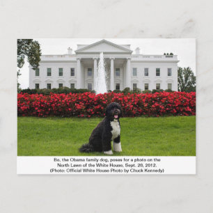 Bo- La carte postale du chien de la famille Obama