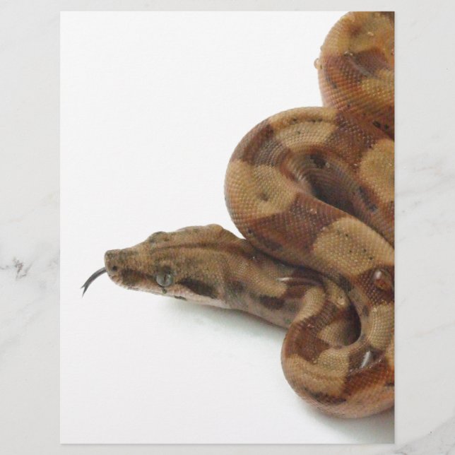 Boa Constrictor Coiled, Langue Flickr (Devant)