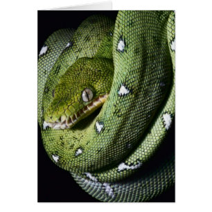 Boa émeraude de serpent vert en Bolivie