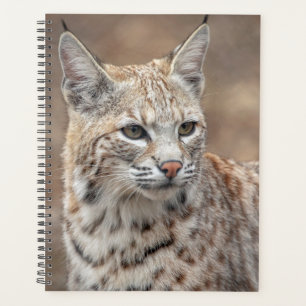 Bobcat 2024 dans le New Jersey