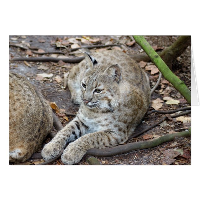 BobcatBCR017 (Devant horizontal)