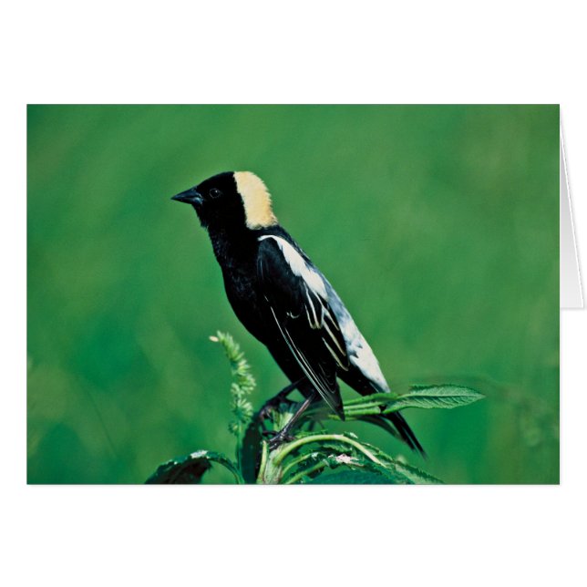 Bobolink (Devant horizontal)