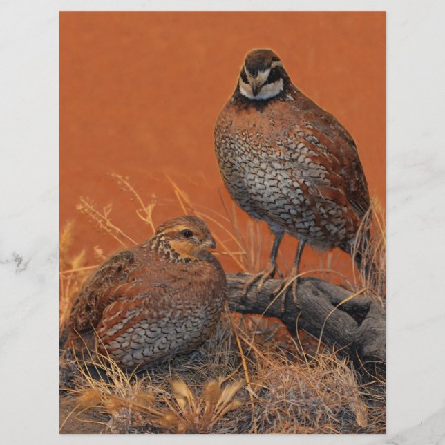 Bobwhite Quail (Géorgie, Missouri et Tennessee) (Devant)