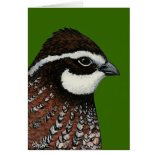 Bobwhite Quail Head