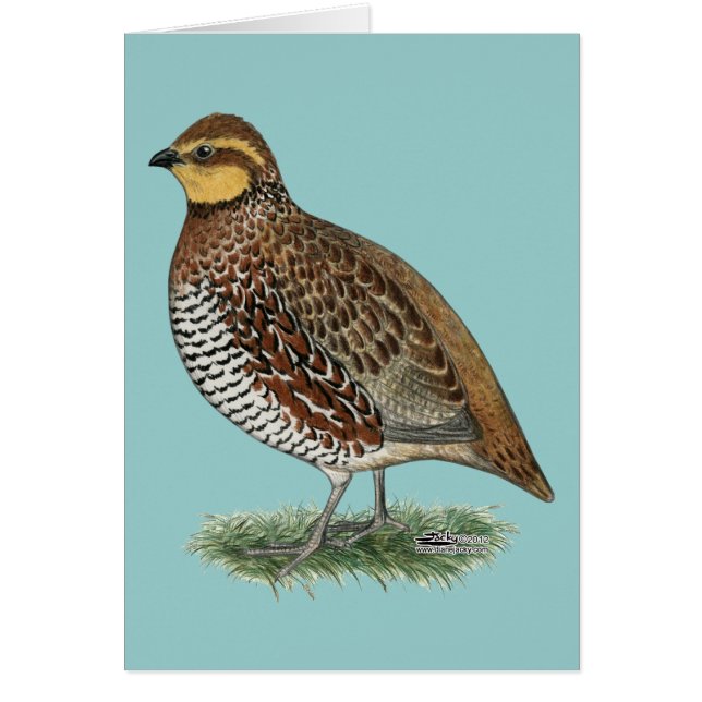 Bobwhite Quail Hen (Devant)