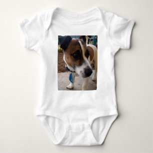 Body Attraction de chien Fox Terrier,