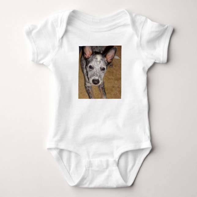 Body chiot Australian_Cattle_Dog_bleu (Devant)
