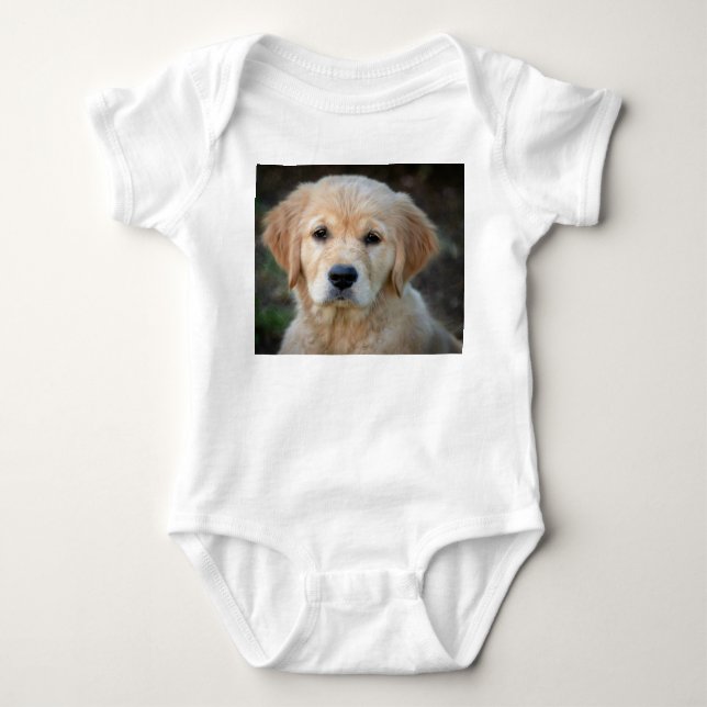 Body Chiot Golden Retriever (Devant)