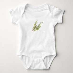 Body Herbe de romarin Rosemary aquarelle