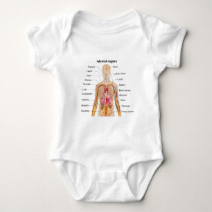 Body Organes internes importants dans le diagramme de