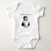 Shih Tzu, un visage heureux