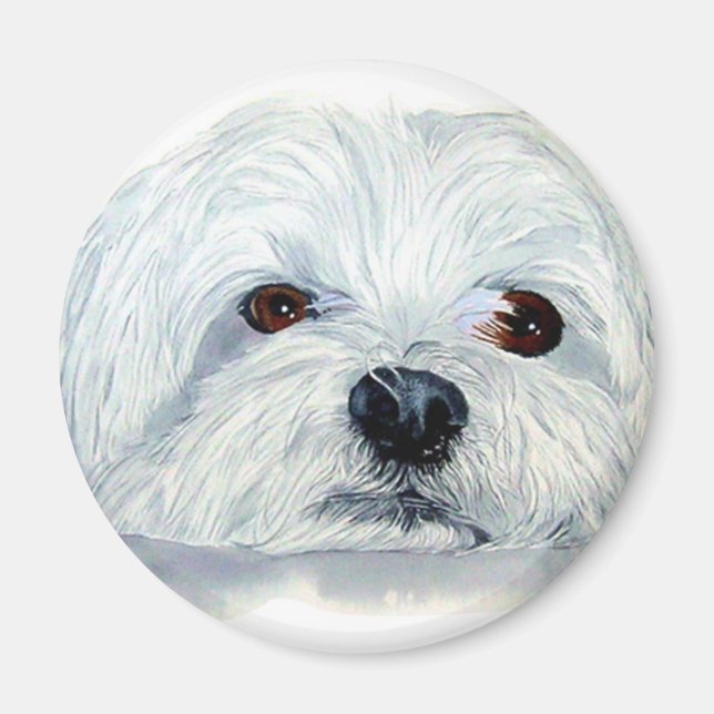 Bogart the Maltese Magnet (Devant)
