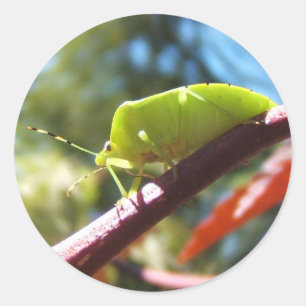 Bogue puant 216 ~ autocollant