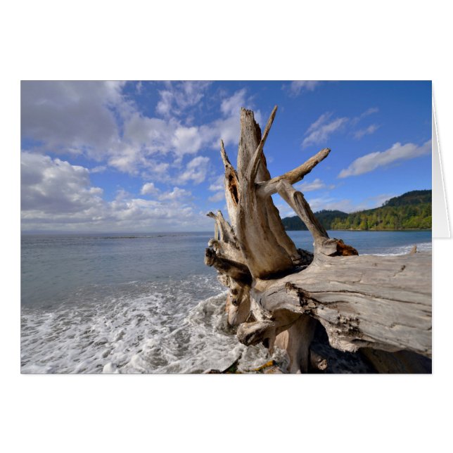Bois Dérivé Sur Le Rivage De French Beach (Devant horizontal)
