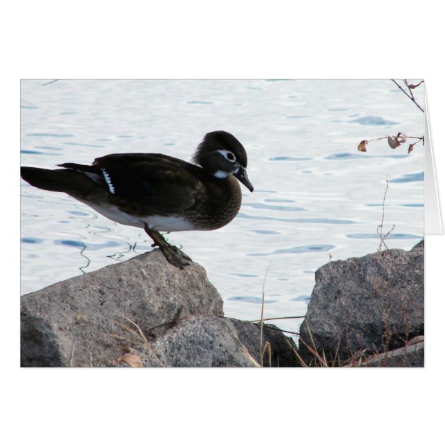 Bois Duck Hen (Devant horizontal)