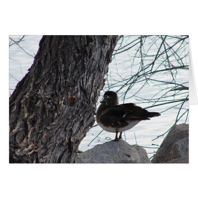 Bois Duck Hen (Devant horizontal)