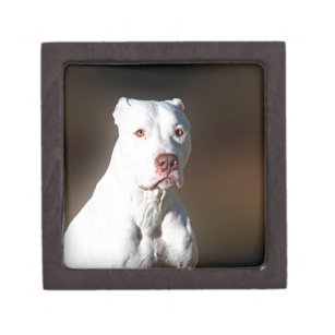 Boîte À Souvenirs Chien blanc de délivrance de Pitbull Terrier