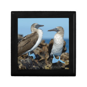Boîte À Souvenirs Îles de Galapagos, île d'Isabela