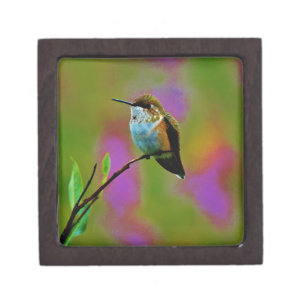 Boîte À Souvenirs Petit colibri gras
