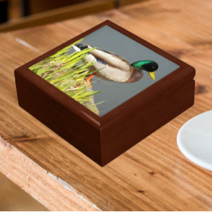 Boîte À Souvenirs Photo de la faune de Mallard Duck