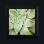 Boîte À Souvenirs Ressort Succulent<br><div class="desc">"Spring Succulent I" de Jason Johnson. Dispose d'un closeup de succulent.</div>